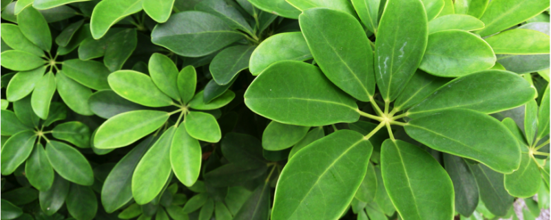 Plantas ornamentais que adoram sombra e são fáceis de manter bonitas