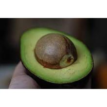 ABACATE MUDA SAC 60CM A 1,2MT (PLANTIO DE CAROCO) - 515640