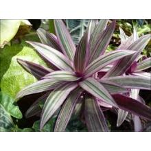 ABACAXI ORNAMENTAL  TRICOLOR 15/20CM - 515641