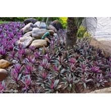 ABACAXI ORNAMENTAL ROXO 15/20CM - 515642