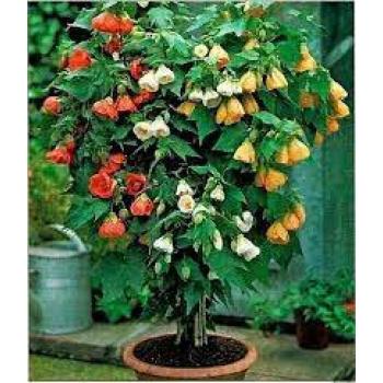 ABUTILON - 515643
