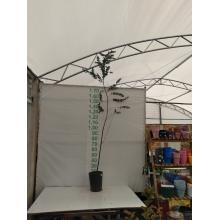 ACACIA MIMOSA MUDA 1,50M/2M - 515646