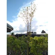 ACER PALMATUM VERDE 3/3,5M - 515648