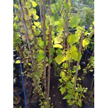 ALAMO  VERDE MUDA 1,50M/2M - 515649