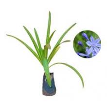 AGAPANTHUS MUDA CX - 515655