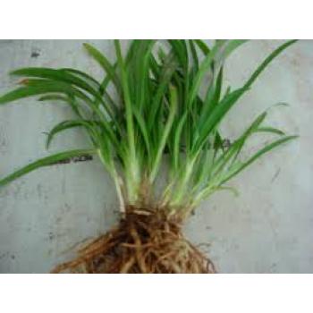 AGAPANTHUS MUDA CX - 515655