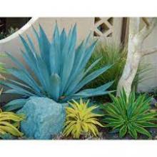 AGAVE AMERICANA/DESMETIANA MUDA 50 CM - 515656