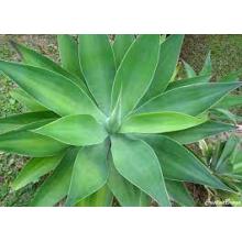 AGAVE DRAGAO - 515659
