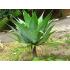AGAVE DRAGAO - 515659