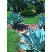 AGAVE AZUL 30CM - 515660