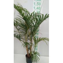 ARECA BAMBU MUDA ATE 1M POTE 5L - 515715