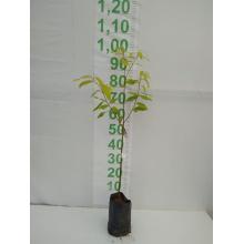 CANELINHA MUDA 50CM A 1,2MT - 515831