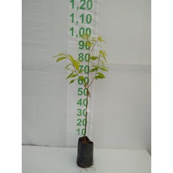 CANELINHA MUDA 50CM A 1,2MT - 515831