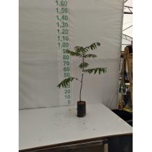 CEDRO ROSA MUDA 50CM A 1MT - 515857