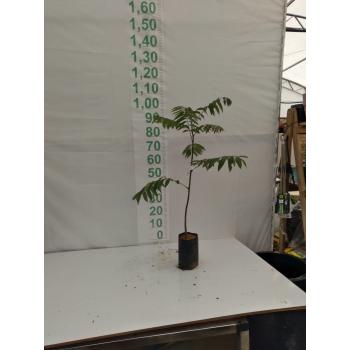 CEDRO ROSA MUDA 50CM A 1MT - 515857