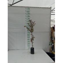 EXTREMOSA LILAS (RESEDA) MUDA ATE 1M/1,50M - 515954