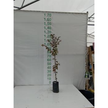 EXTREMOSA LILAS (RESEDA) MUDA ATE 1M/1,50M - 515954