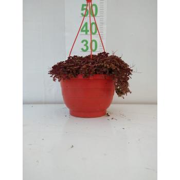 TREVO OXALIS PENDENTE MUDA CUIA - 516494