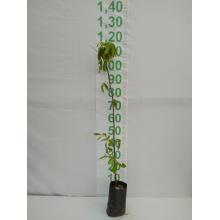 INGA FEIJAO MUDA 50CM A 1MT SAQ - 516058