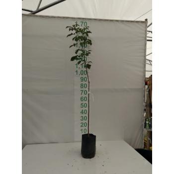 IPE AMARELO MUDA 1,5 / 2 M - 516060