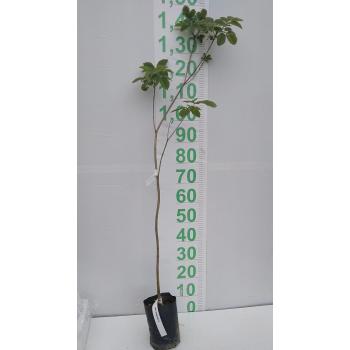 IPE AMARELO MUDA 50 CM / 1,20 M - 516061