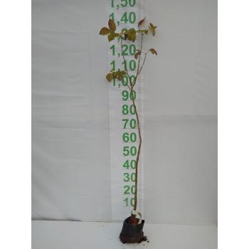 IPE BRANCO MUDA 1,50 CM / 2 M - 516063