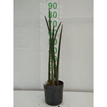 LANCA SAO JORGE MUDA 4 / 5 HASTE 50 CM A 1 M - 516123