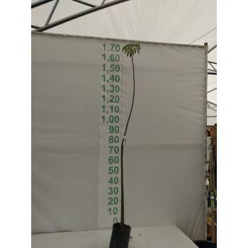 PAINEIRA MUDA 1,5 M/ 2M - 516255