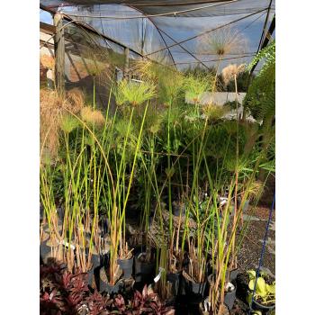 PAPIRUS MUDA 1M/1,50M - 516319