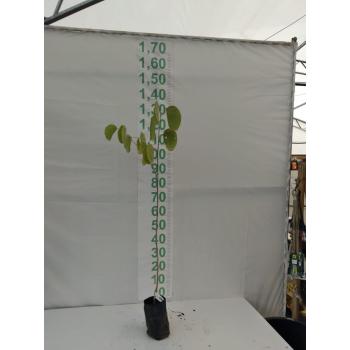 PATA DE VACA MUDA 1MT - 516324