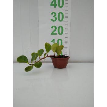 PEPEROMIA VARIADA - 516333