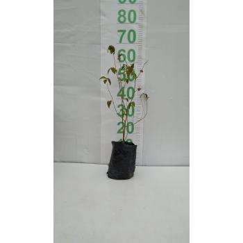 UVAIA MUDA 70 CM A 1M SAQUINHO - 516533