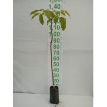 MOGNO BRASILEIRO MUDA 1/1,5 M SAQ - 518016