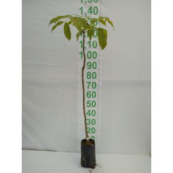 MOGNO BRASILEIRO MUDA 1/1,5 M SAQ - 518016