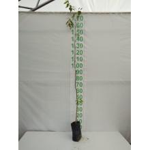 OITI 1/1,5 M SAQ - 518017