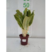 AGLAONEMA VARIADA P12 - 525657