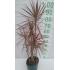 DRACENA TRICOLOR MUDA 40CM A 60 CM - 525717