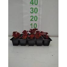 TREVO OXALIS MUDA BANDEJA - 526061