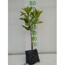 ALAMANDA ARBUSTIVA 50CM A 1MT - 527230