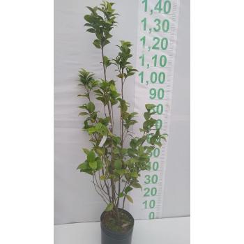 CAMELIA MUDA 70CM VASO - 527265