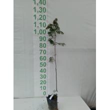 ANGICO VERMELHO 50CM  A 1MT SAQ - 527287