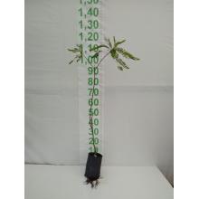 ACACIA MULTIJUGA 50CM A 1MT SAQ - 527390
