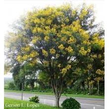 ACACIA MULTIJUGA MUDA 15 A 50CM - 592360