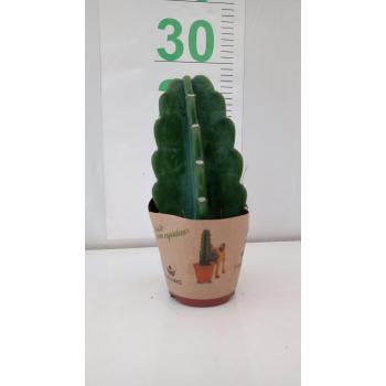 CACTUS MANDACARU P11 SEM ESPINHOS - 532568