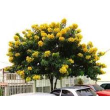 ACACIA MANDUIRANA 1,50 / 2,00MT - 585903
