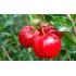 ACEROLA MUDA POTE - 515650