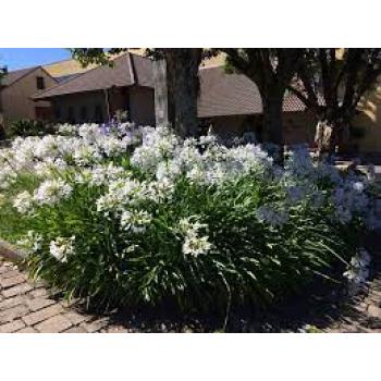 AGAPANTHUS BRANCO SAQUINHO - 605098
