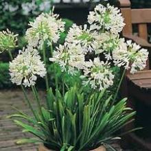 AGAPANTHUS BRANCO SAQUINHO - 605098