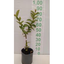 GOIABA TAILANDESA - 610339