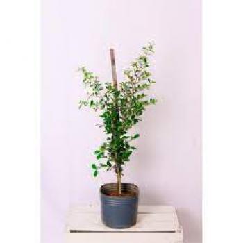 ACEROLA CLONE - 615971